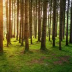 Wald Bäume Sonne
